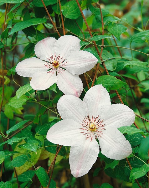 Clematis Hybride 'John Paul II', Waldrebe, weiß-rosa, 60–100 cm