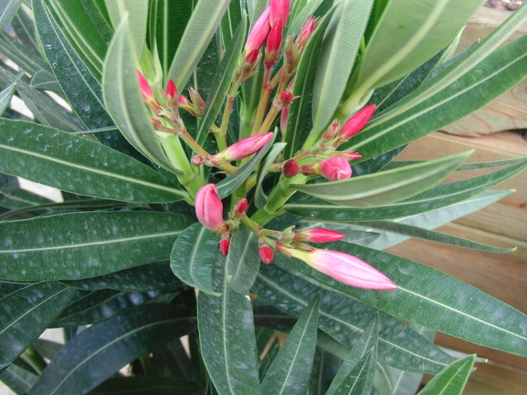 Oleander 80 - 90 cm Busch Nerium Rosenlorbeer Premium rot, rosa oder weiß