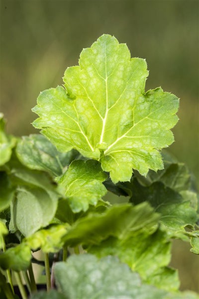 Heuchera americana 'Dale', Purpurglöckchen, grün, ca. 9x9 cm Topf
