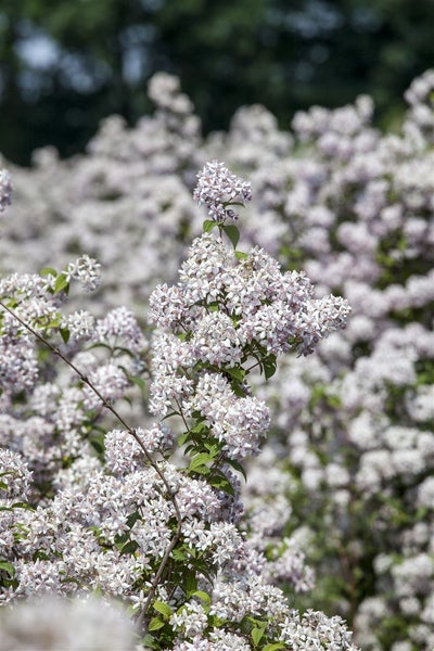 Deutzia 'Mont Rose', Maiblumenstrauch, rosa Blüten, 60–100 cm