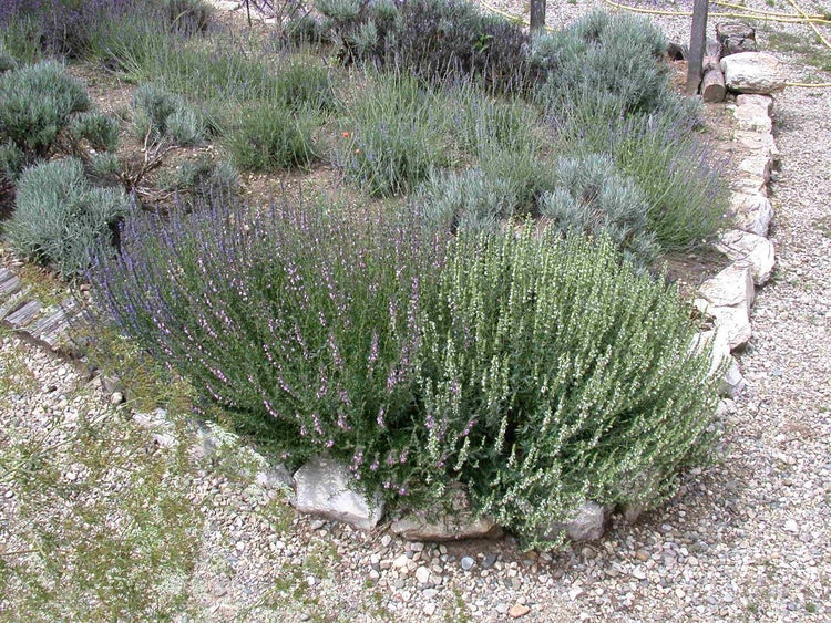 Lavandula x intermedia 'Grappenhall', Lavendel, silbergrau, ca. 9x9 cm Topf