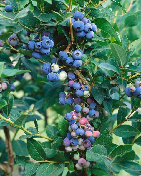 Heidelbeerstrauch mit vielen reifen blauen Beeren und einigen grünen Früchten in einem Garten