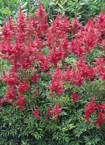 Astilbe x arendsii 'Augustleuchten', Prachtspiere, rot, ca. 9x9 cm Topf