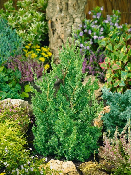 Gartenansicht mit Zypressen und verschiedener Bepflanzung