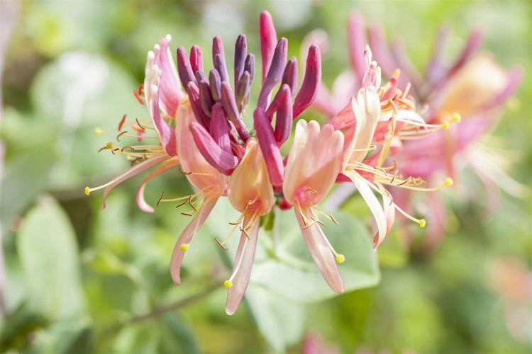 Lonicera periclymenum, Geißblatt, 60–100 cm, duftend