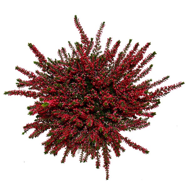 Calluna vulgaris - Set mit 3 Pflanzen - Besenheide - Heidepflanze - winterhart - 11cm Topf - rot