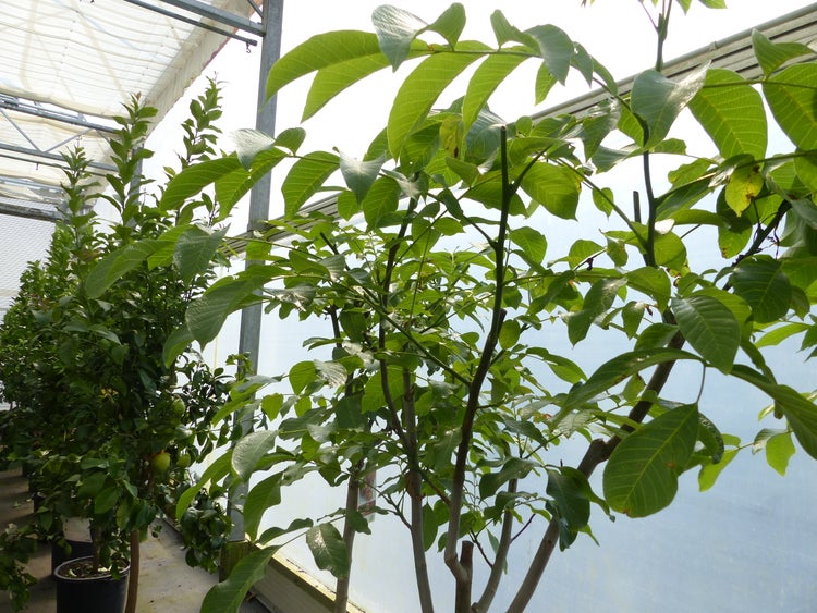 echter Walnussbaum Juglans regia 180 cm Obstbaum winterhart kräftiger Stamm Nussbaum