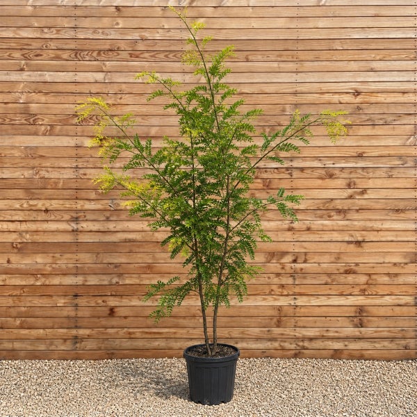 Gleditsia triacanthos Sunburst im Kunststoffpflanztopf