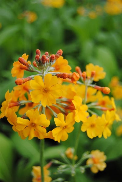 Primula bulleyana, Etagen-Primel, orange-gelb, ca. 9x9 cm Topf