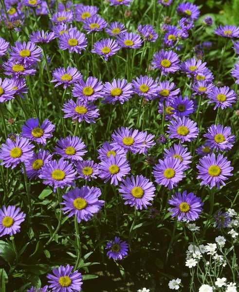 Aster turbinellus, Herbstaster, lavendelblau, ca. 9x9 cm Topf