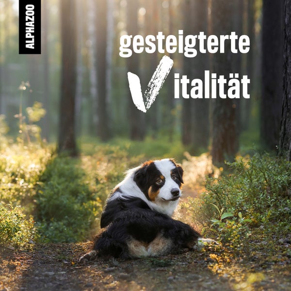 ALPHAZOO Seealgenmehl 500g für Hunde und Katzen I Ascophyllum Nodosum Seealgen