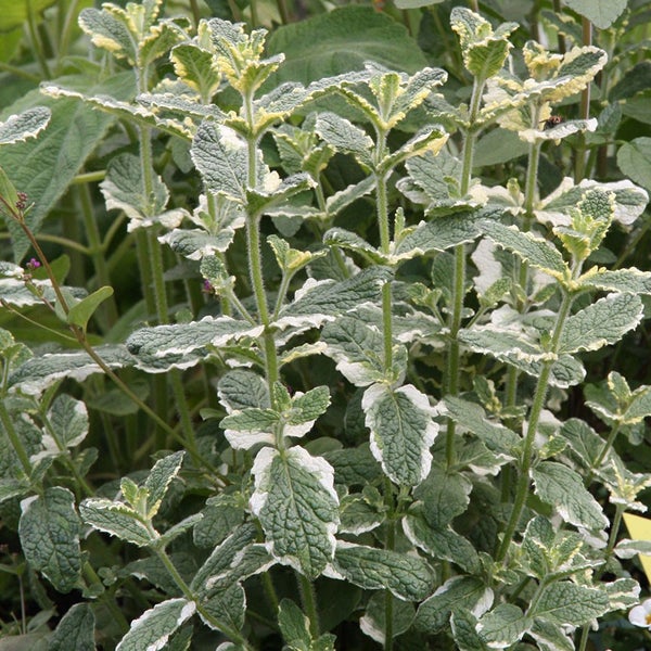 Ananas-Minze in BIO-Qualität - Mentha suaveolens variegata - Kräuterpflanze im 12cm Topf