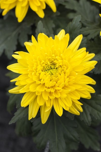Chrysanthemum x hort.'Bienchen', Chrysantheme, gelb, ca. 9x9 cm Topf