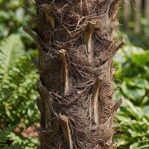 Nahaufnahme eines Palmenstamms mit dichten Fasern und Blattansätzen.