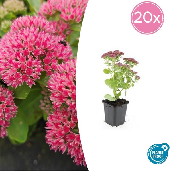 Fette Henne - Sedum telephium 'Herbstfreude' - pflegeleichte Staude - 9cm Topf - Set mit 20 Pflanzen