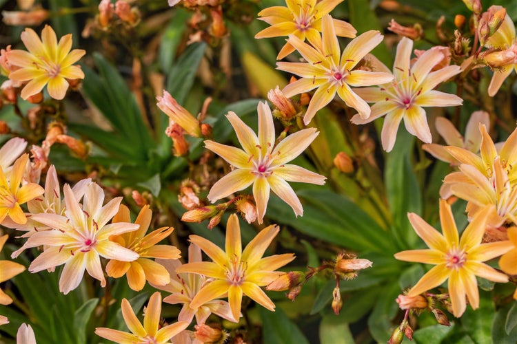 Lewisia longipetala 'Little Peach', pfirsichfarben, ca. 9x9 cm Topf