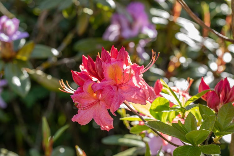 Rhododendron luteum 'Tunis', gelb, 40–50 cm