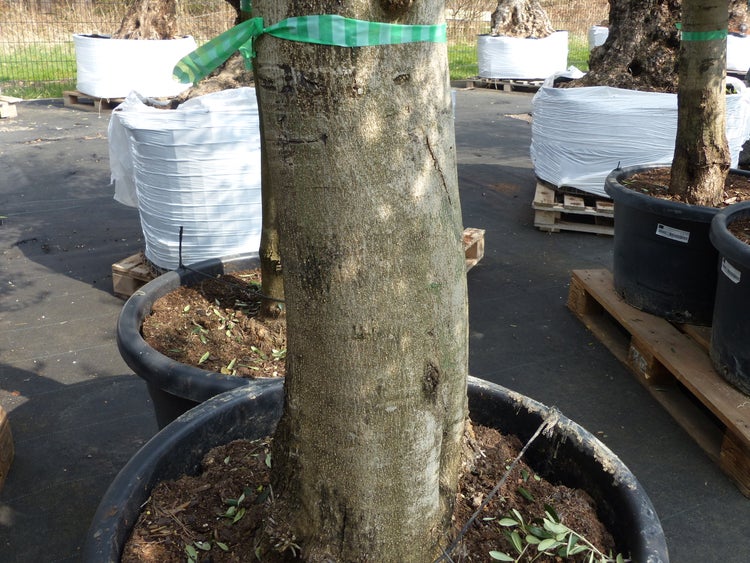 2x Olivenbaum Olive 60 Jahre 200 - 240 cm, beste Qualität, Stammumfang 40 - 50 cm, winterhart, Olea Europaea