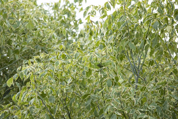 Baum mit Blättern