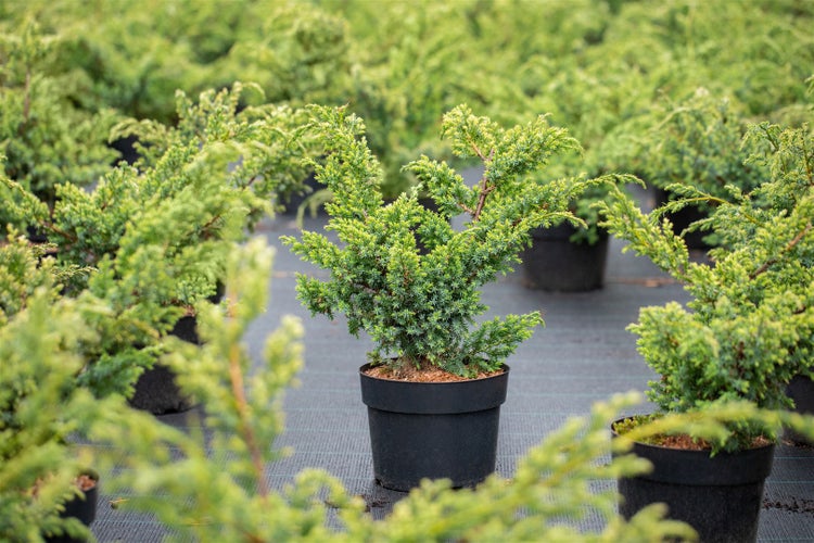 Juniperus chinensis 'Blue Alps', Chinesischer Wacholder, blaugrün, 20–30 cm