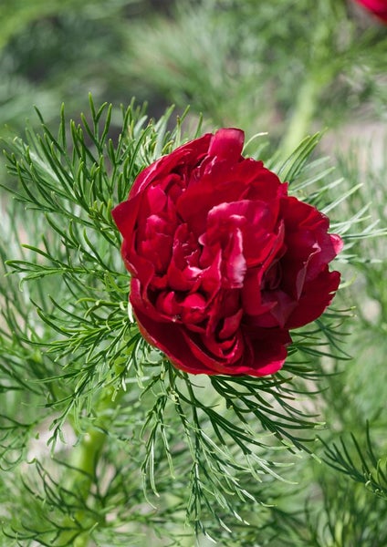 Paeonia tenuifolia, Pfingstrose, feingliedrig, ca. 11x11 cm Topf