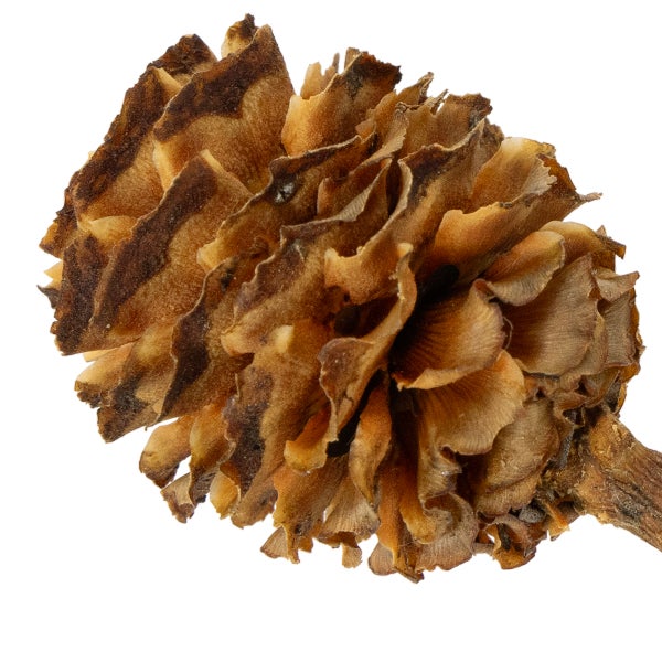 Zederrose aus Naturmaterial für Dekorationszwecke.