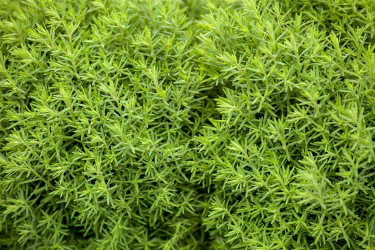 Thuja occidentalis 'Teddy', Kugel-Lebensbaum, kompakt, 20–25 cm