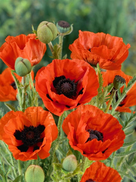 Nahaufnahme von rotem Mohn im Garten.