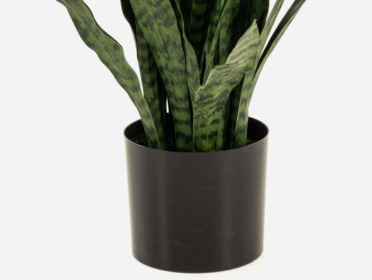 Sansevieria Blätter in der Nahaufnahme mit markanter dunkler Musterung.