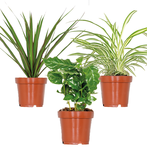 3x Zimmerpflanzenmischung – Coffea-Dracaena-Chlorophytum– ⌀12 cm - ↕ 25-35 cm