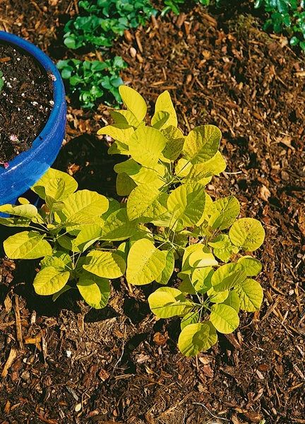 Cotinus coggygria 'Golden Spirit', Perückenstrauch, goldgelb, 40–60 cm