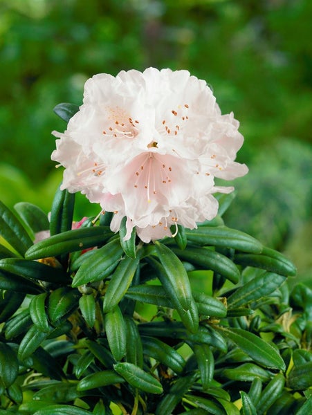 Rhododendron yakushimanum 'Makiyak', 60 cm Stammhöhe, immergrün
