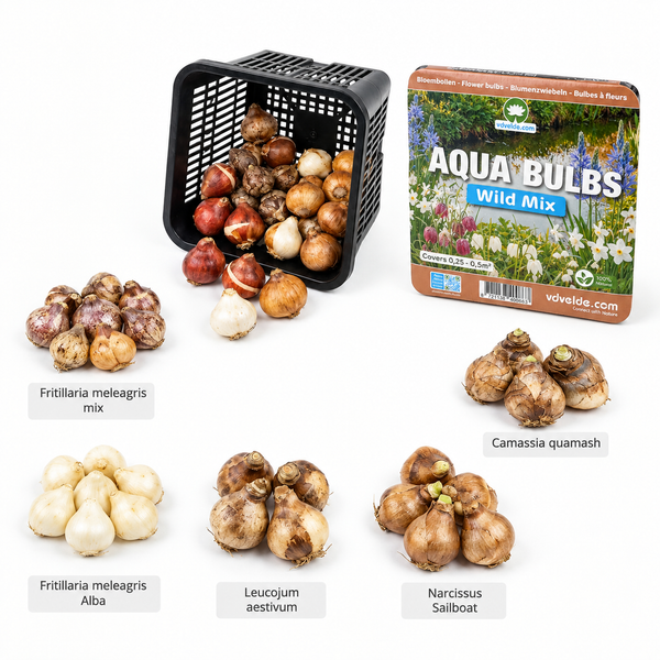 Set aus verschiedenen Wasserpflanzenzwiebeln für Teiche inklusive Pflanzkorb und Informationsverpackung von Vdvelde.