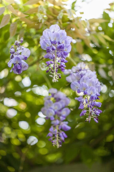 Wisteria sinensis, Chinesischer Blauregen, 40–60 cm