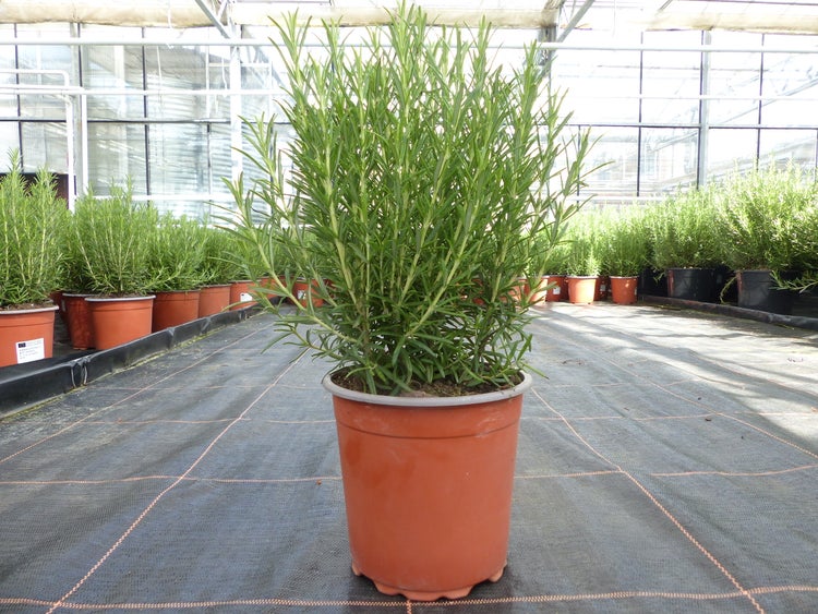 echter Rosmarin Officinalis 50 - 60 cm Höhe, XL Busch Ø 25-30 cm, stehend, winterhart Kräuter