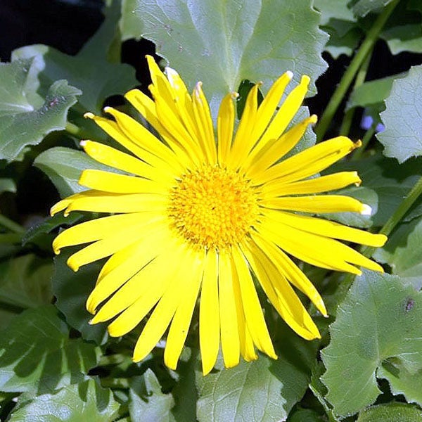Gelbe Doronicum-Blume mit grünen Blättern