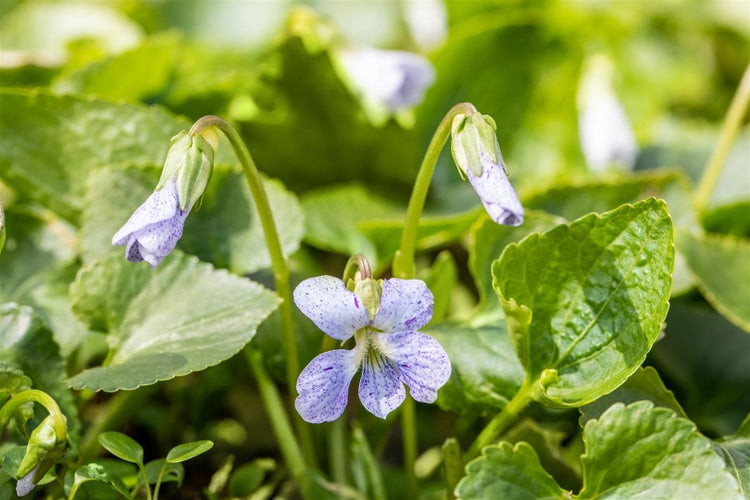 Viola sororia 'Freckles', Veilchen, weiß-blau gesprenkelt, ca. 9x9 cm Topf