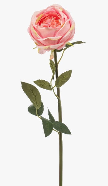 Detailansicht großer grüner Blätter einer Strelitzie oder Bananenpflanze mit feiner Blattstruktur.