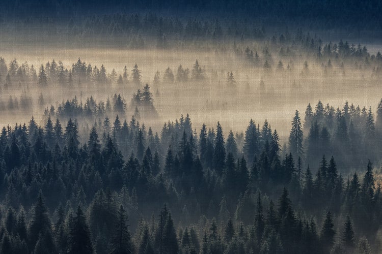 Wandbild mit einem nebeligen Wald bei Morgenstimmung
