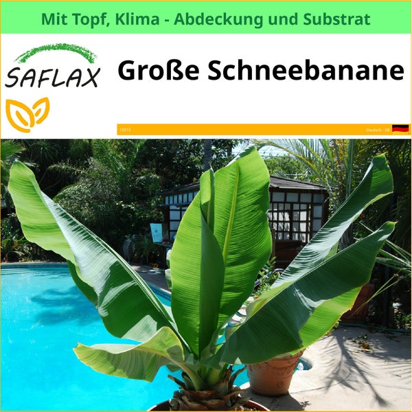 Große Schneebanane im Topf mit Klima Abdeckung und Substrat von Saflax.