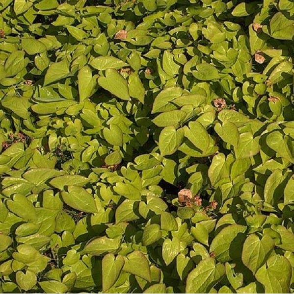 Bodendecker mit grünen Blättern für den Garten