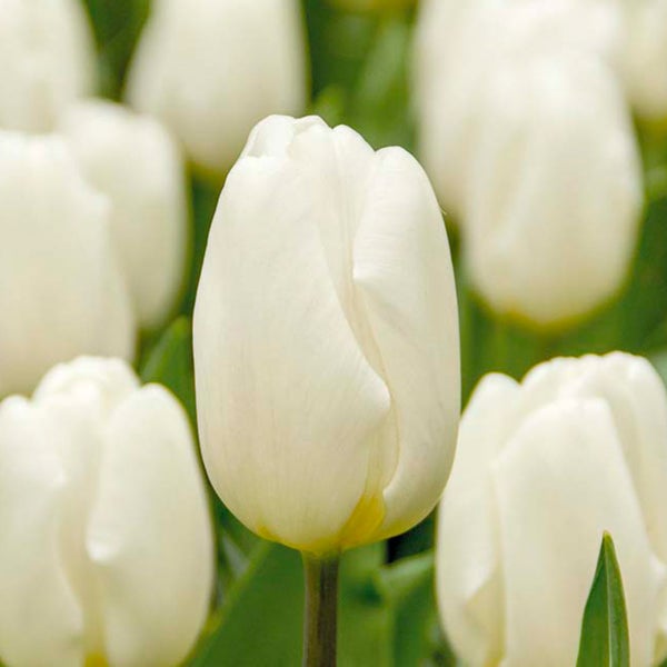 Bloomique - Mischung aus 20 - Tulipa - Tulpenzwiebeln - Weiß - Blumenzwiebeln - Frühlingsblüher - Mehrjährige Pflanzen - Wird 30-35 cm groß