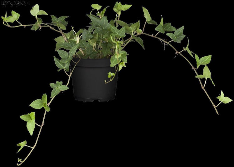 Hedera helix, Efeu, immergrün, ca. 9x9 cm Topf