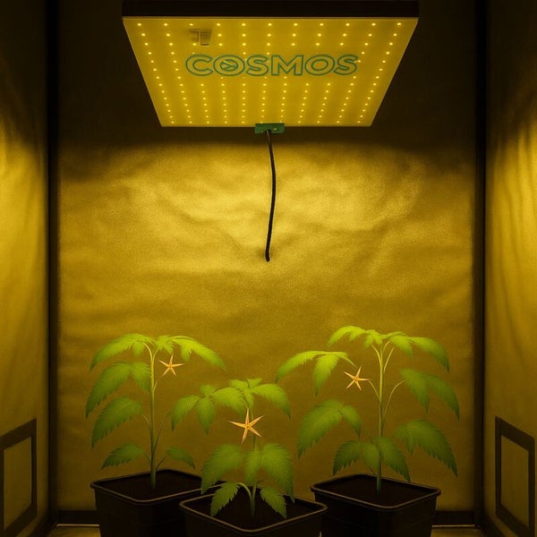 Cosmos LED-Pflanzenlampe mit Cosmos Logo hängend über drei Pflanzen in Töpfen in einem reflektierenden Growzelt.