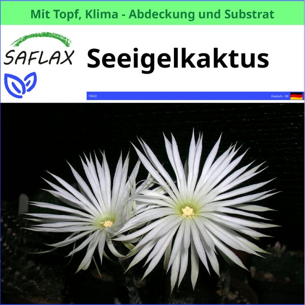 Seeigel Kaktus mit Topf, Klimaabdeckung und Substrat