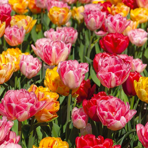 Bloomique – 20er-Mix – Tulipa Double Mix – gefüllte Blumen – Tulpenzwiebeln – Farbmischung – Blumenzwiebeln – Frühlingsblüte – mehrjährige Pflanzen – wird bis zu 35–40 cm groß