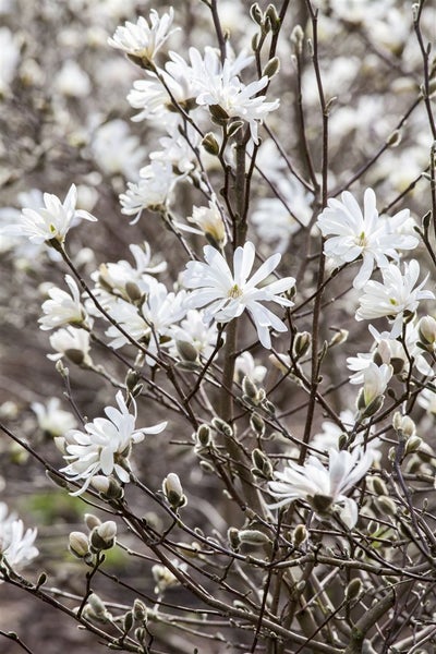 Sternmagnolie mit weißen Blüten