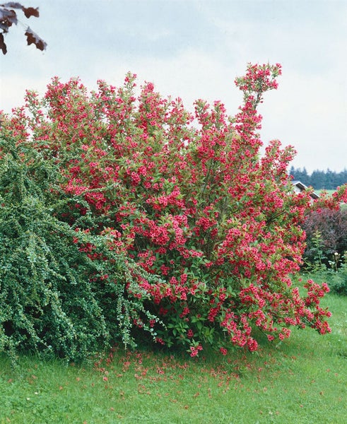 Weigela 'Bristol Ruby', Weigelie, rubinrot, 80–100 cm