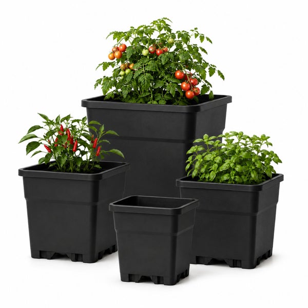 Vier schwarze quadratische Pflanztöpfe aus Kunststoff in verschiedenen Größen, bepflanzt mit Tomaten, Chili und Basilikum.