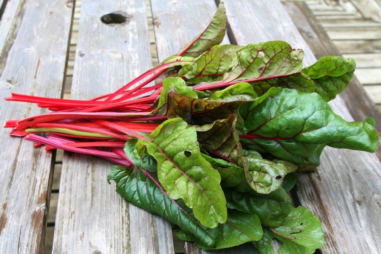 SAFLAX Garden to go - BIO - Mangold - Rhubarb - Beta vulgaris subsp. vulgaris - 50 Samen - Mit Topf, Klima - Deckel und Anzuchtsubstrat